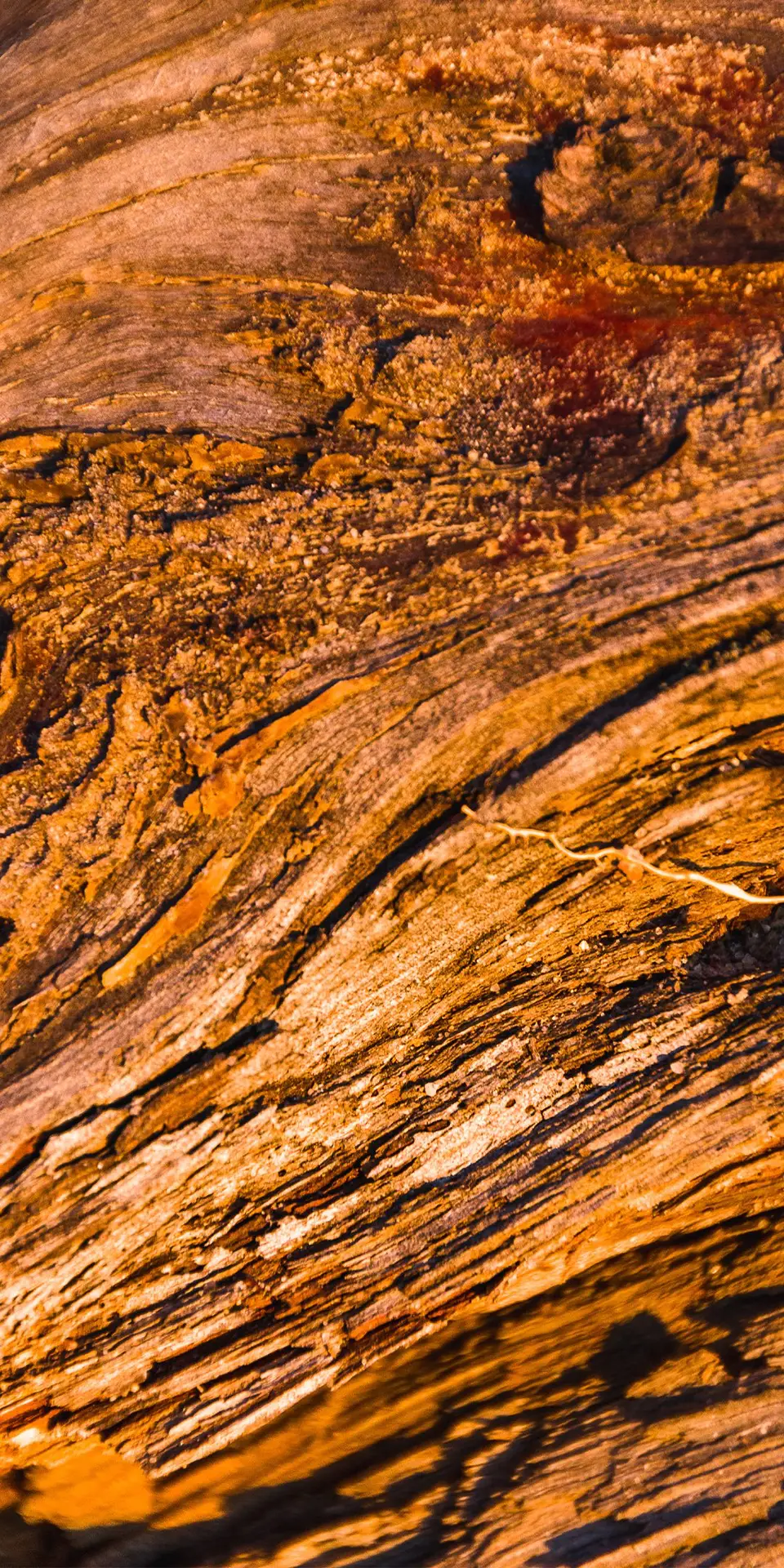 Exotic wood restoration